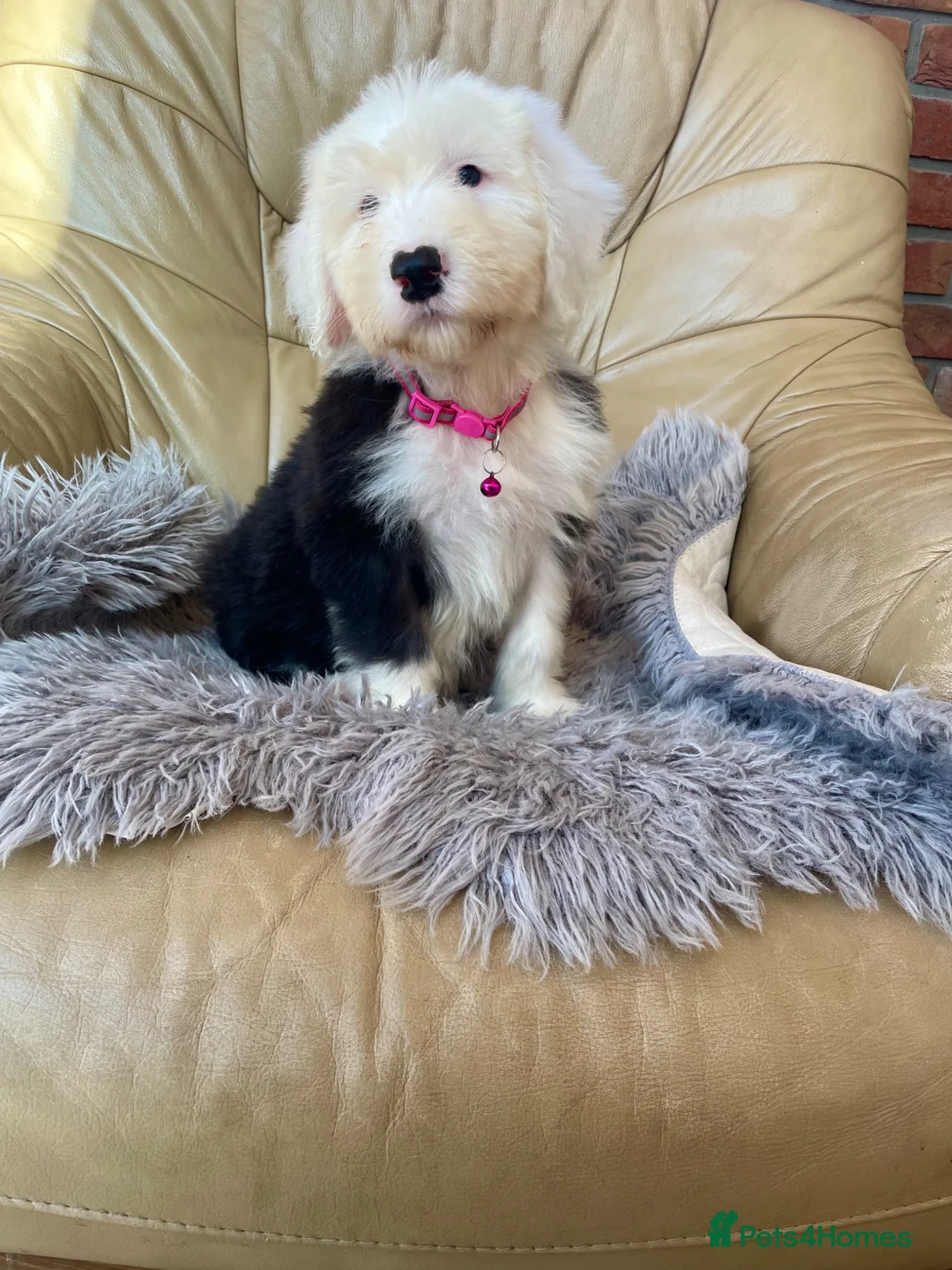 Old English Sheepdog dogs for sale: Old English sheep dog puppies  - Advert 2