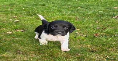 English Springer Spaniel dogs - Advert 3