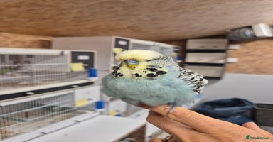 Budgerigars birds - Advert 9