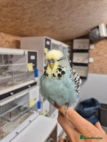 Budgerigars birds - Advert 9