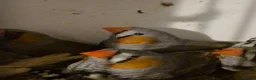 Finches birds for sale: Zebra finches - Advert 5