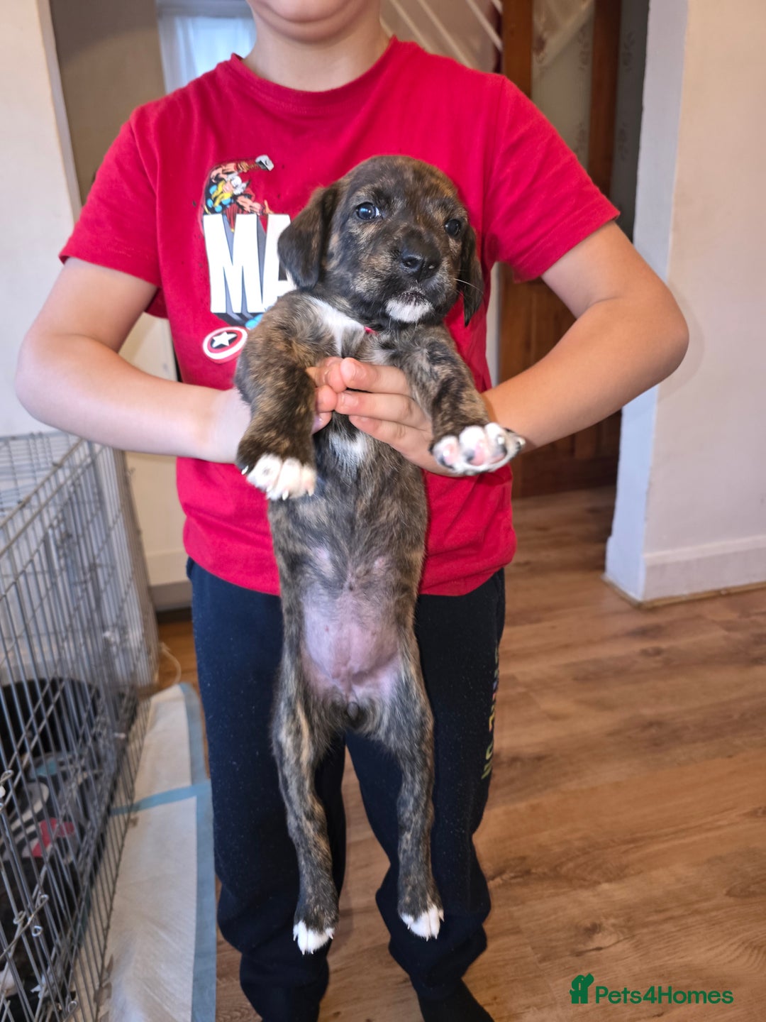 Mixed Breed dogs for sale: Puppies for sale - Advert 7