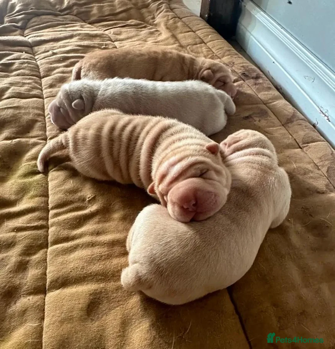 Shar Pei dogs for sale: Four Pure Shar Pei Puppies, 2 Boys & 2 Girls Ready - Advert 2