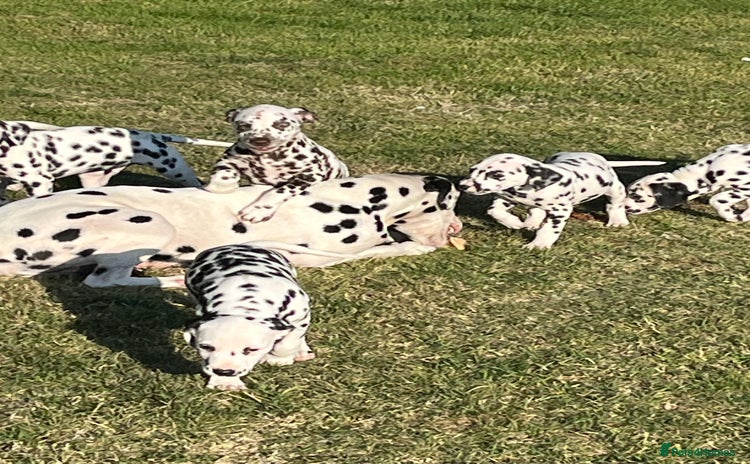 Dalmatian dogs - Advert 1