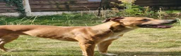 Mixed Breed dogs for sale: Greyhound/Lurcher Cross URGENT REHOMING in Manchester - Advert 2