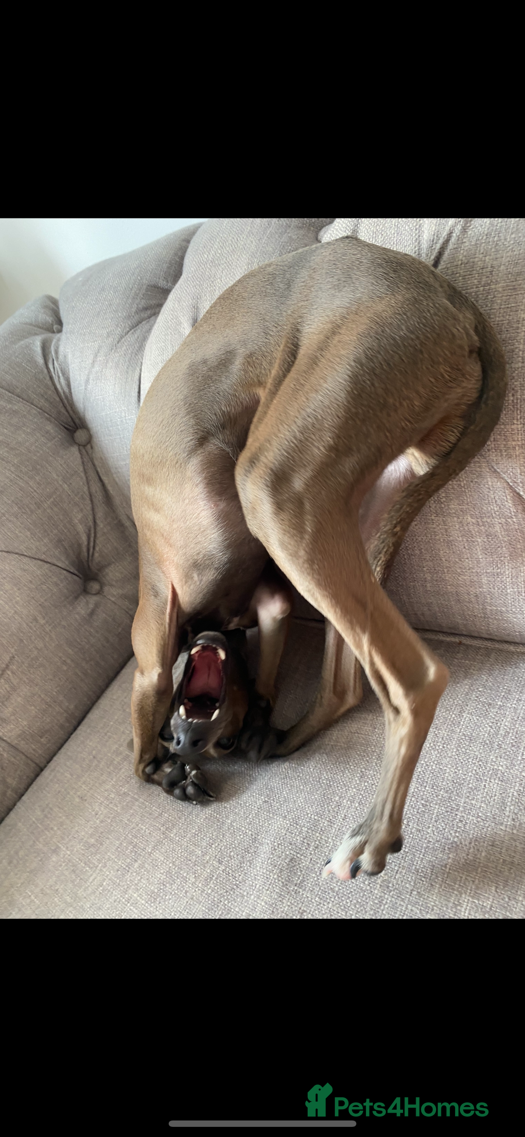 Italian Greyhound dogs for stud: Roman - Image 3