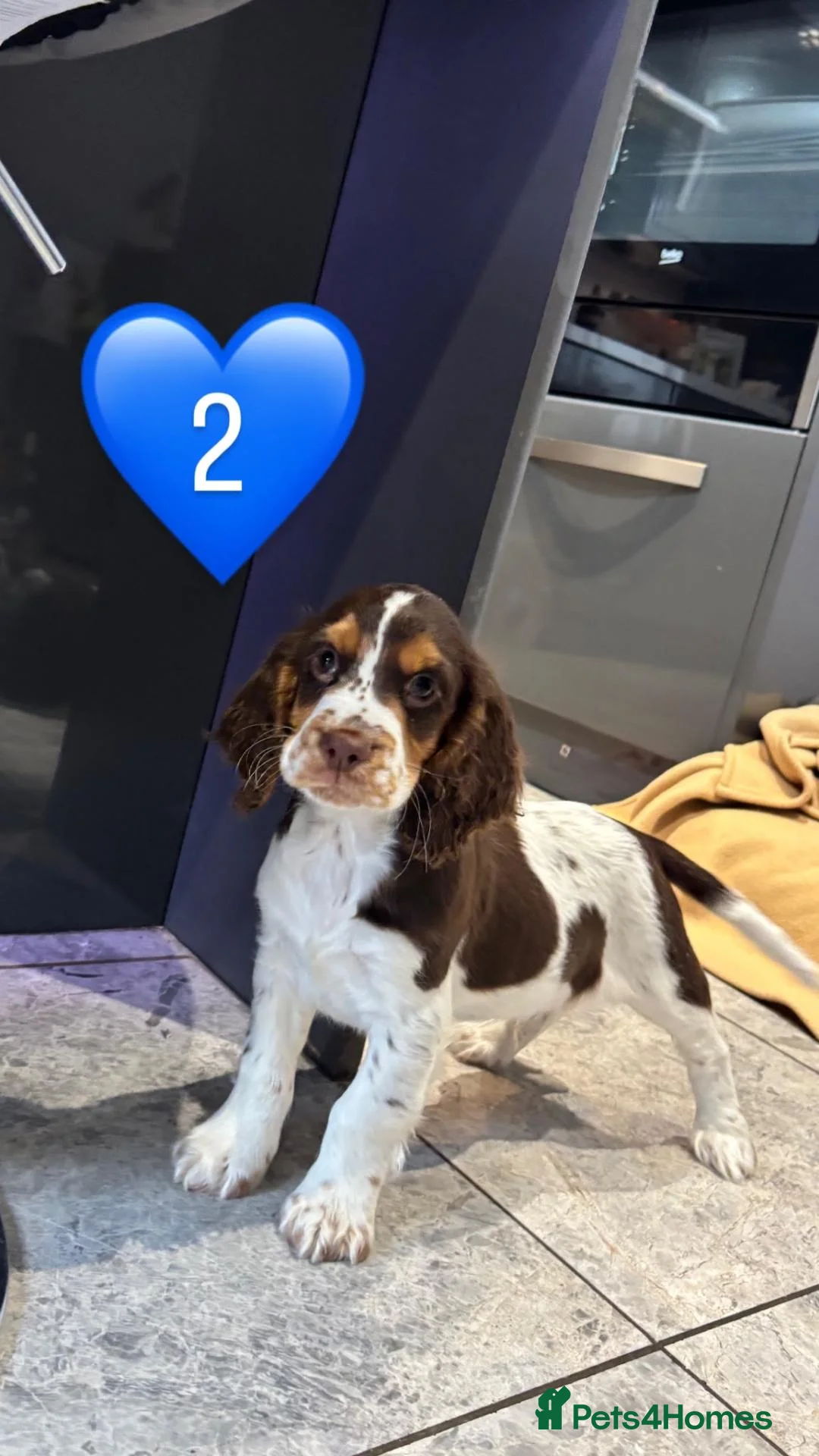 Cocker Spaniel dogs for sale: Beautiful cocker spaniel puppies in Bishop Auckland - Advert 2