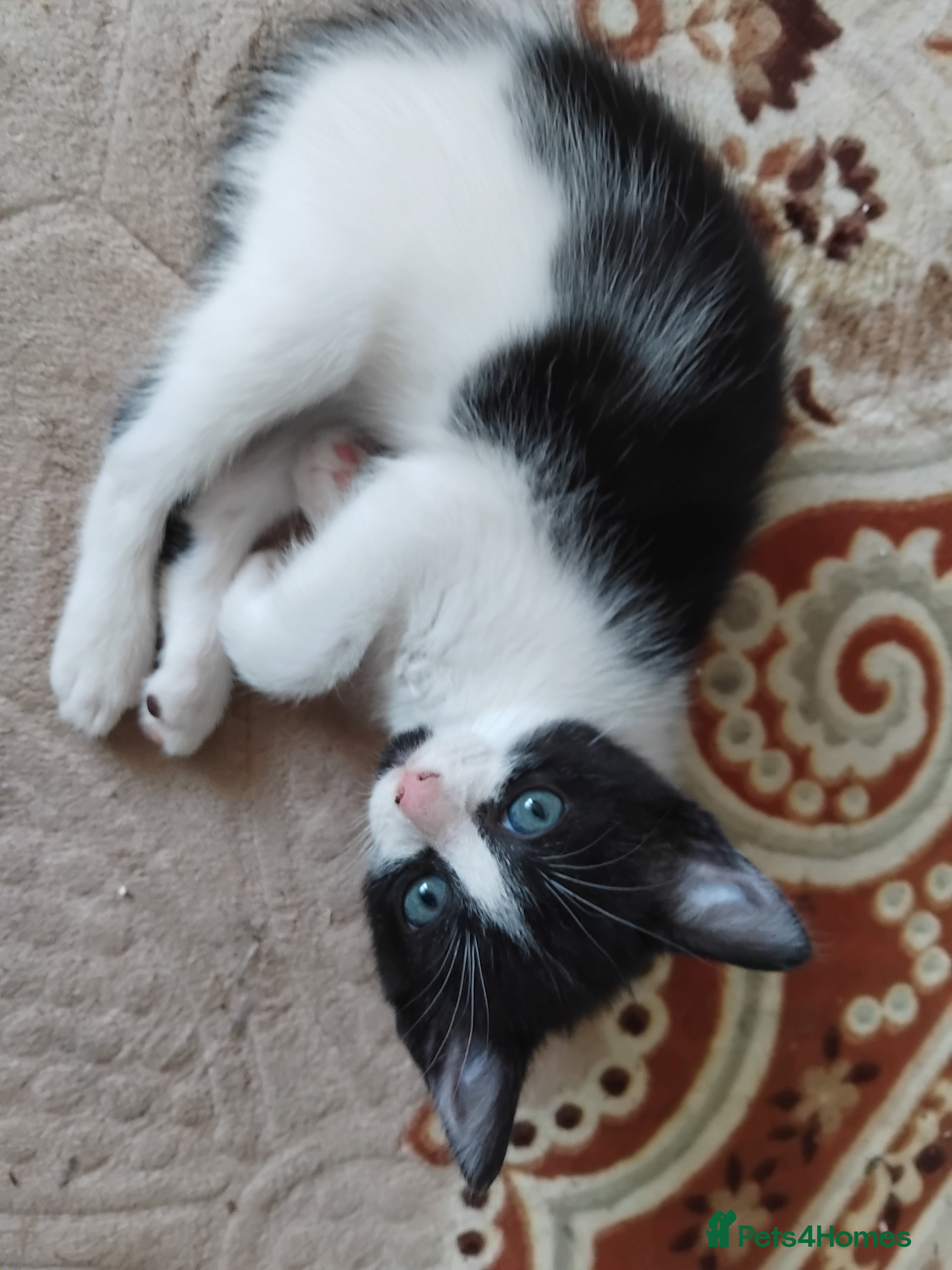 Mixed Breed cats Beautiful kittens  - Advert 12