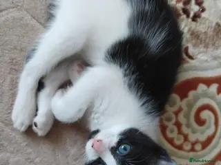 Mixed Breed cats Beautiful kittens - Advert 12