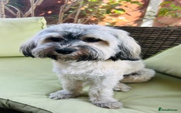 Havanese dogs for stud: Our⭐️Teddy⭐️ is available for stud. - Image 4