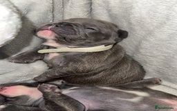 French Bulldog dogs for sale: French Bulldog Puppies – Ready 1st December! 💙 🐾 - Image 10