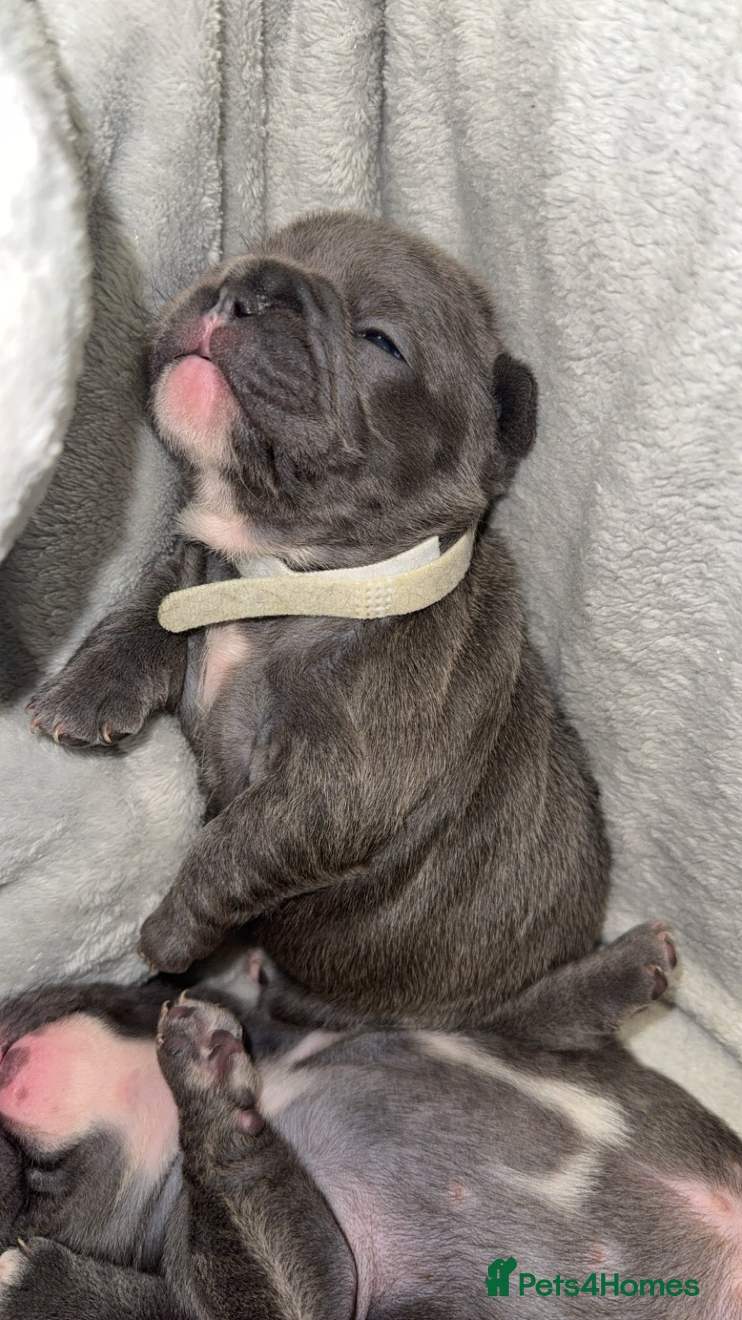 French Bulldog dogs for sale: French Bulldog Puppies – Ready 1st December! 💙 🐾 - Image 10