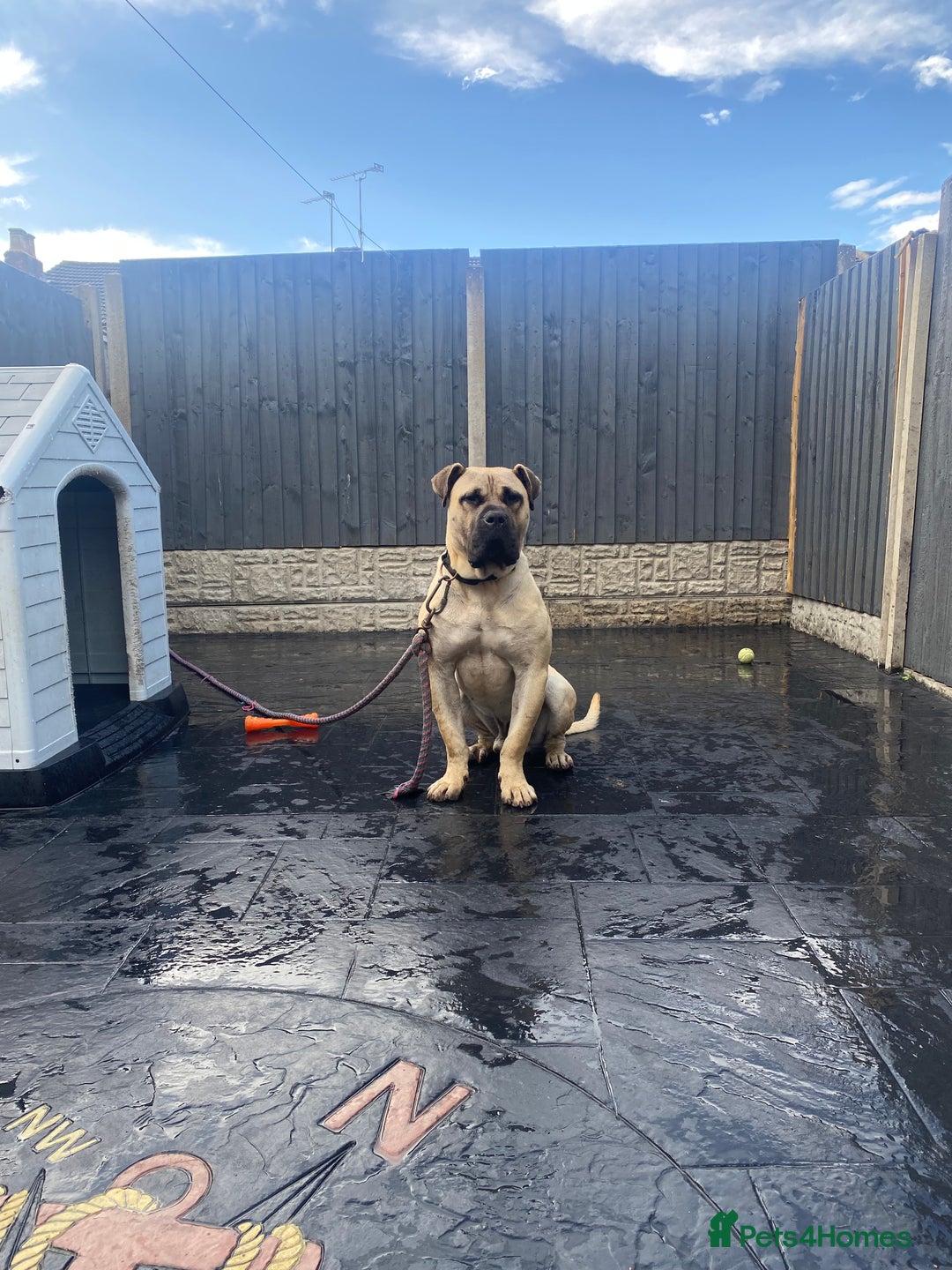 Presa Canario dogs for stud: BRUCE THE TANK AVAILBLE FOR STUD! - Image 2