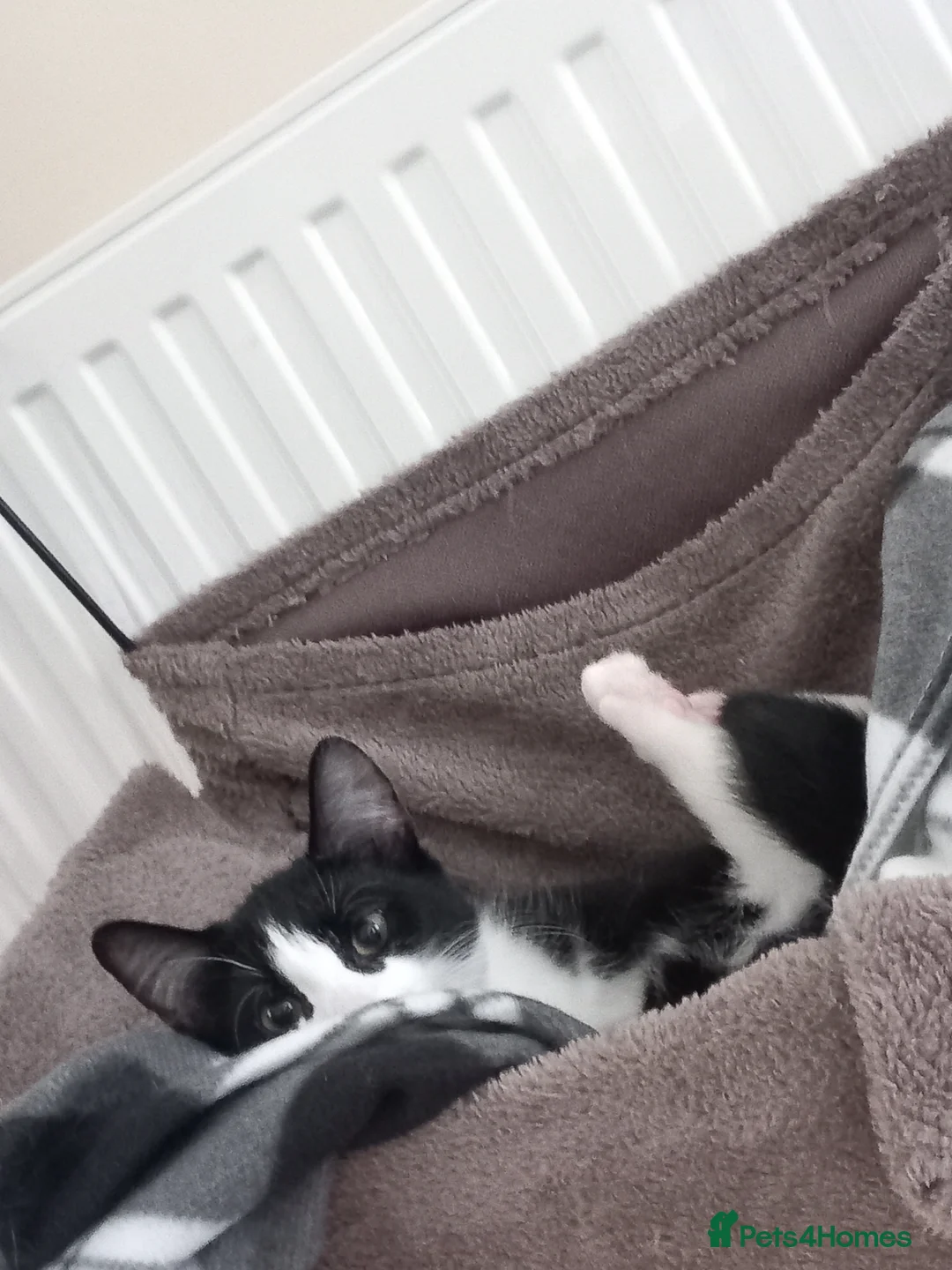 Mixed Breed cats for sale: Kitten needing home asap - Advert 2