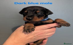 Dobermann dogs for sale: Top Quality Pedigree Dobermanns – Black & Tan - Advert 9