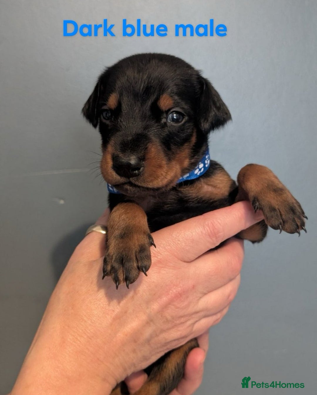 Dobermann dogs for sale: Top Quality Pedigree Dobermanns – Black & Tan - Advert 9