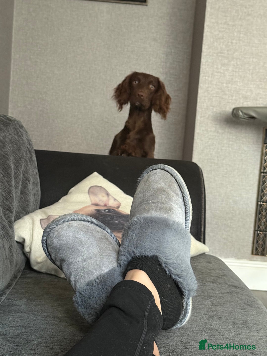 English Springer Spaniel dogs for sale: Female springer spaniel  - Image 4