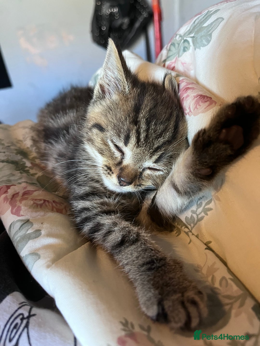 British Shorthair cats for sale: Tabby kitten  - Image 4