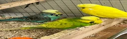 Budgerigars birds for sale: Budgies for sale  - Advert 5