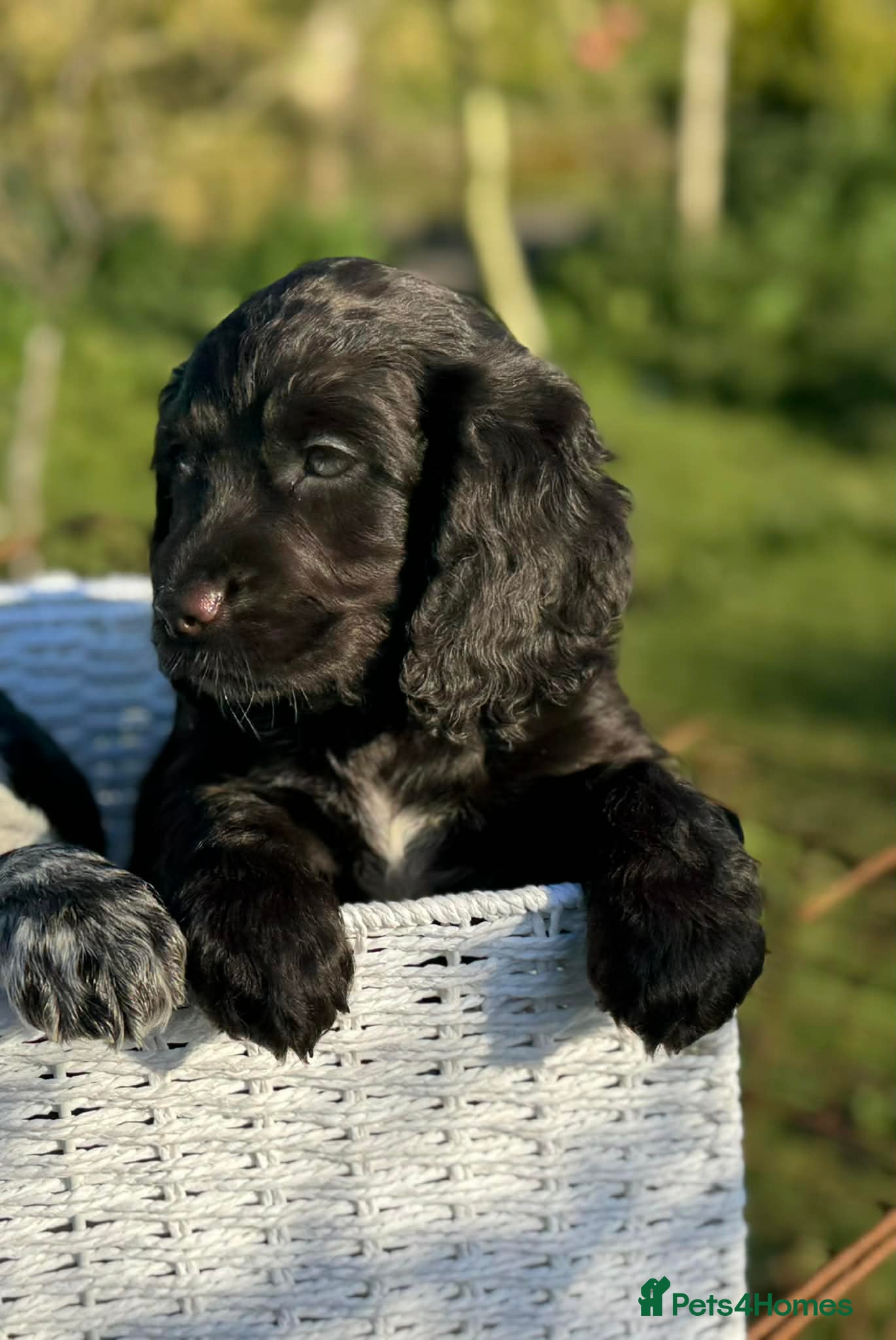 Cocker Spaniel dogs Gorgeous Cocker pups for sale, 1 girl left - Advert 13