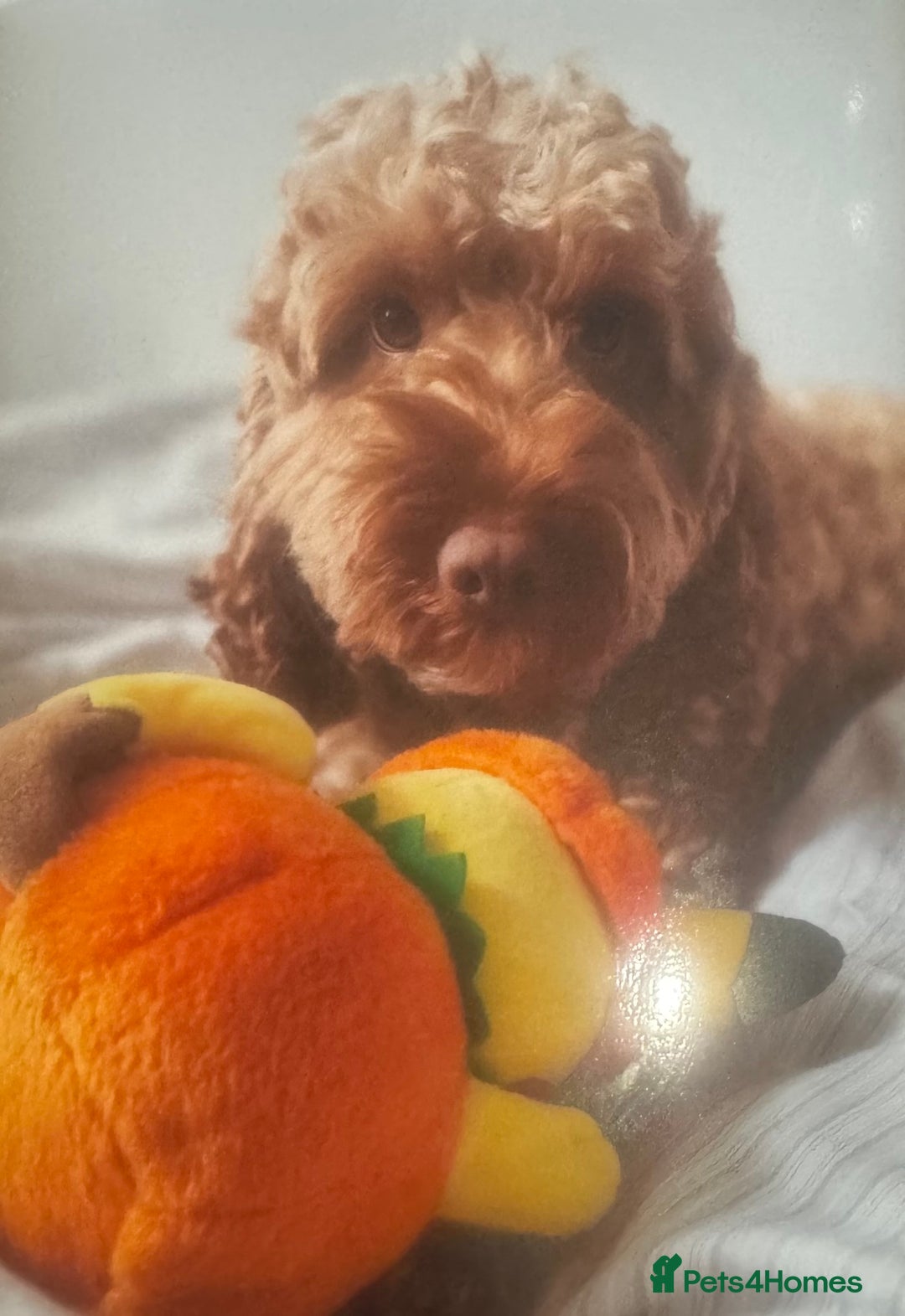 Cockapoo dogs for sale: Cockapoo pups ready 24th Dec healthtested parents  - Advert 9