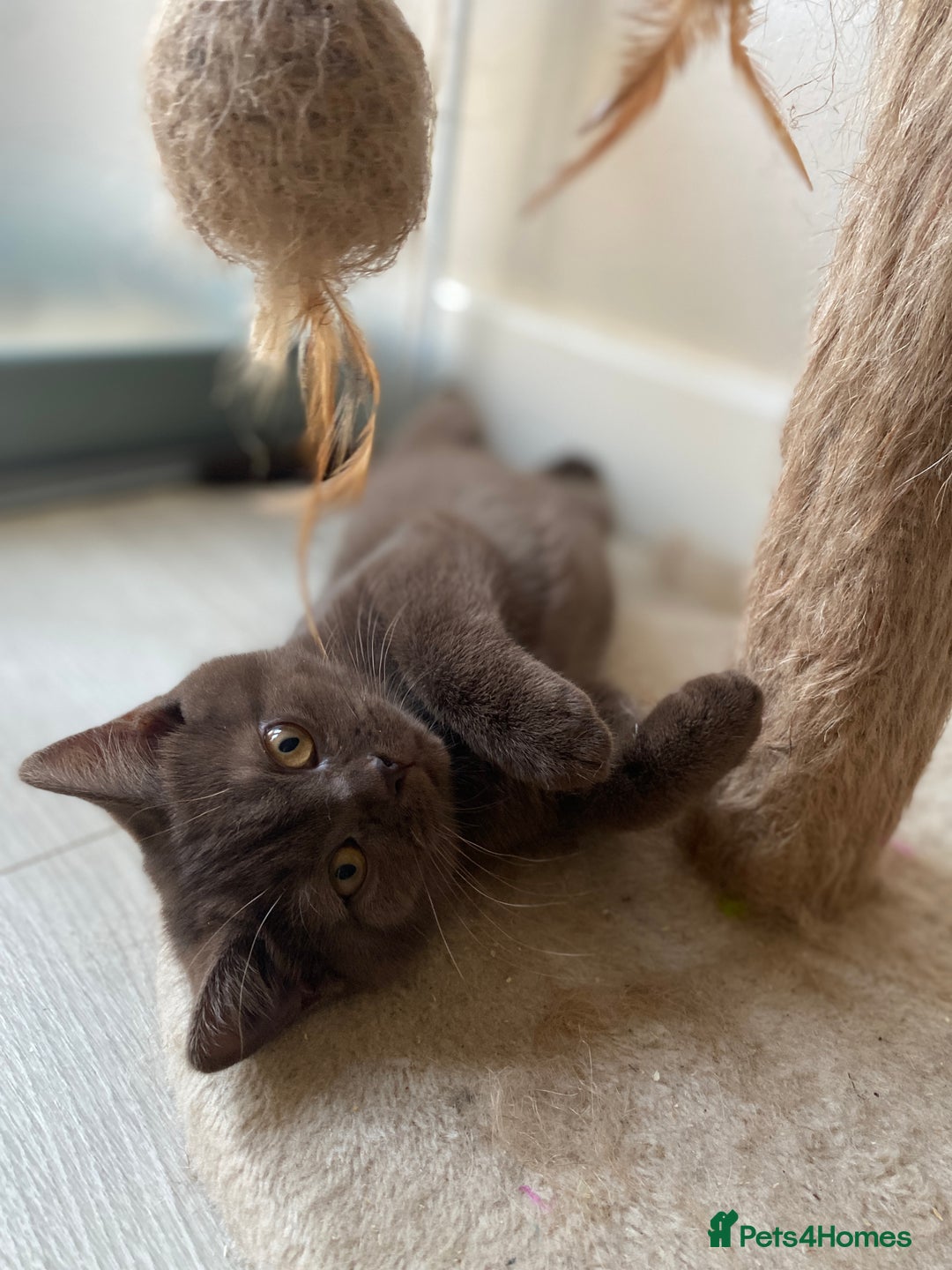 British Shorthair cats for sale: BROWN TICA GIRL Stunning shiny coat ,cooper eye  - Image 8