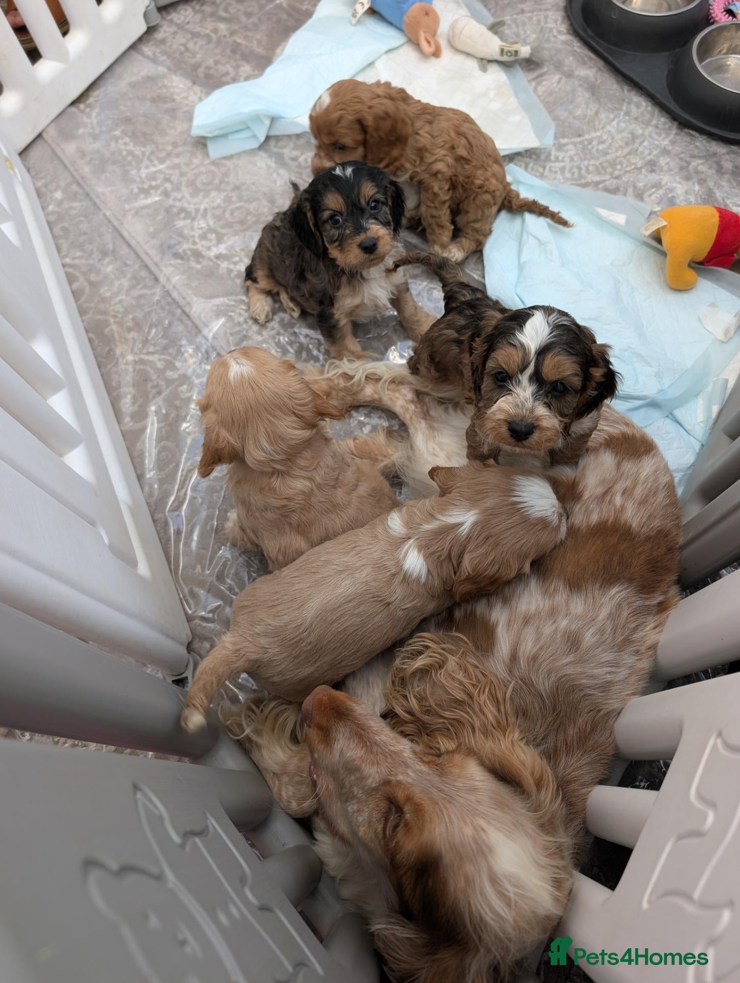 Cockapoo dogs Show Type Cockapoo Puppies DNA clear  - Advert 2