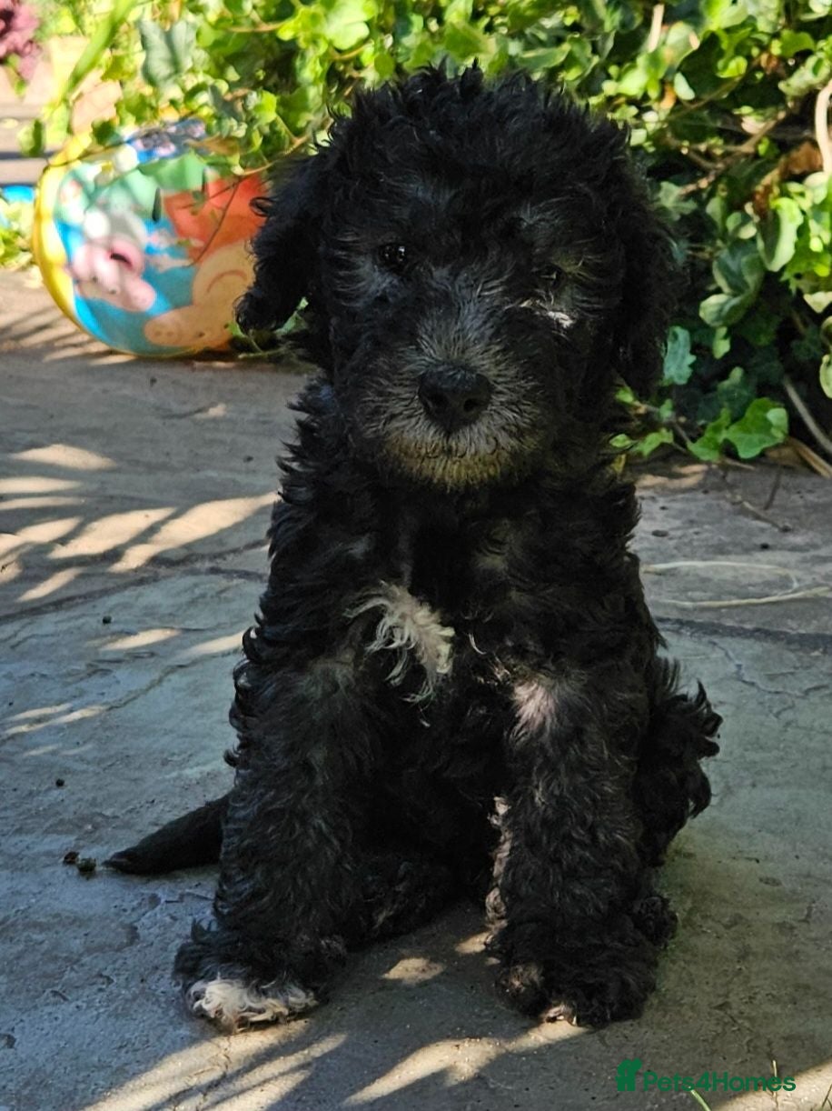 Bedlington Terrier dogs KC Registered Bedlington puppies - Advert 2