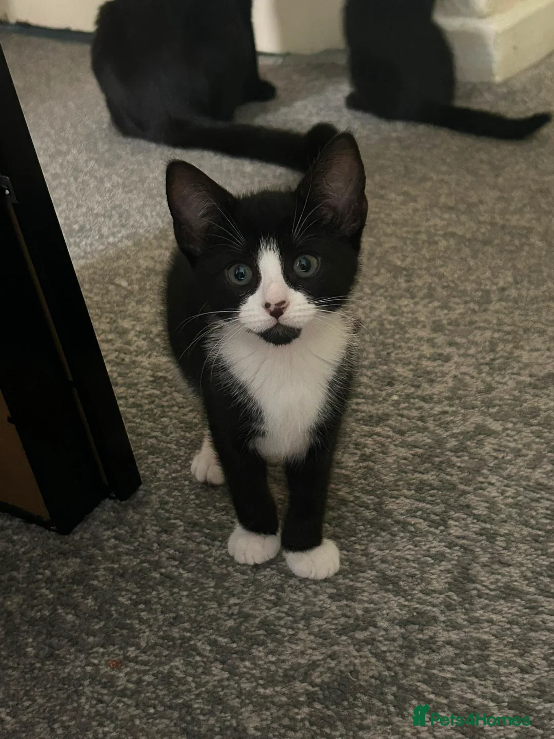 Mixed Breed cats for sale: 2 Gorgeous Kittens - Advert 1