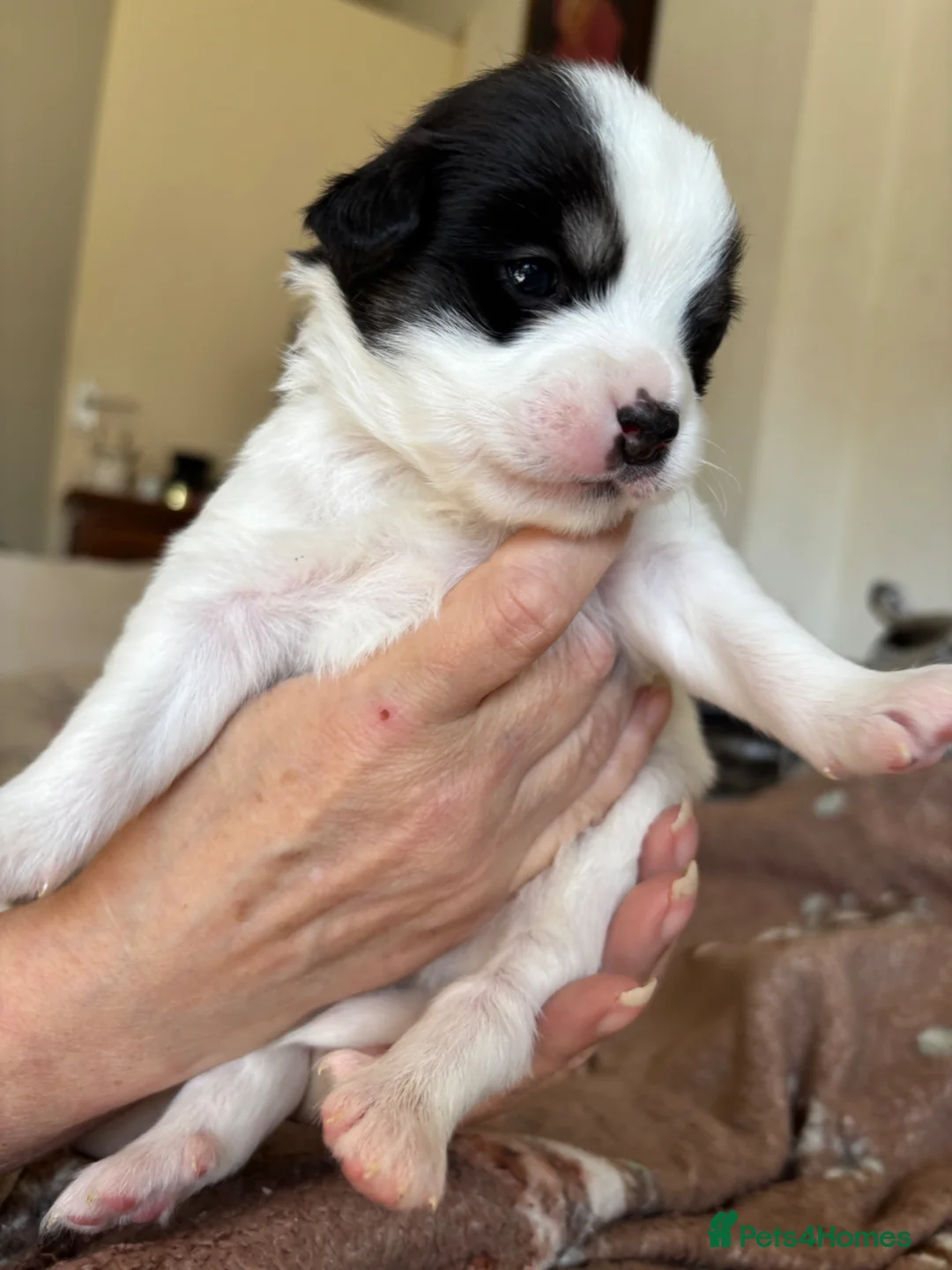 Chihuahua dogs for sale: Chihuahua Puppies For Sale! - Advert 7