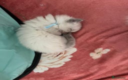 Ragdoll cats for sale: Beautiful Ragdoll Kittens, GCCF & Tica Registered - Image 21