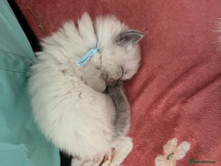 Ragdoll cats - Advert 1