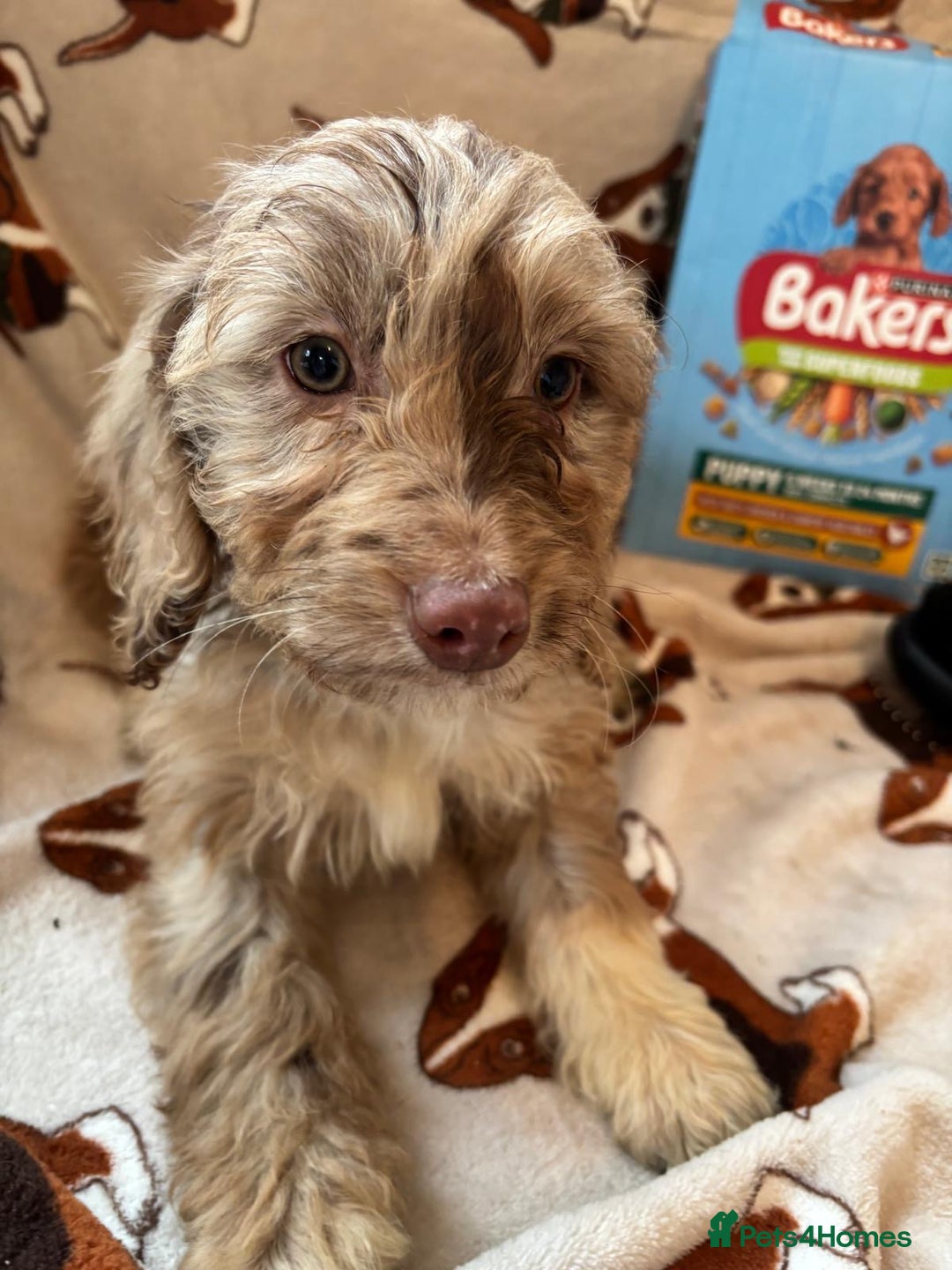 Cockapoo dogs for sale: Cockapoo puppies  - Advert 6