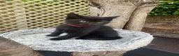Mixed Breed cats for sale: British short hair cross kittens - Advert 11