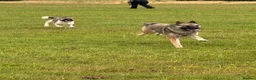 Akita dogs for sale: pure bred female akita. and mally/husky(2years old - Advert 12