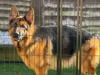 German Shepherd dogs Gorgeous German Shepherd Female for loving home - Advert 4