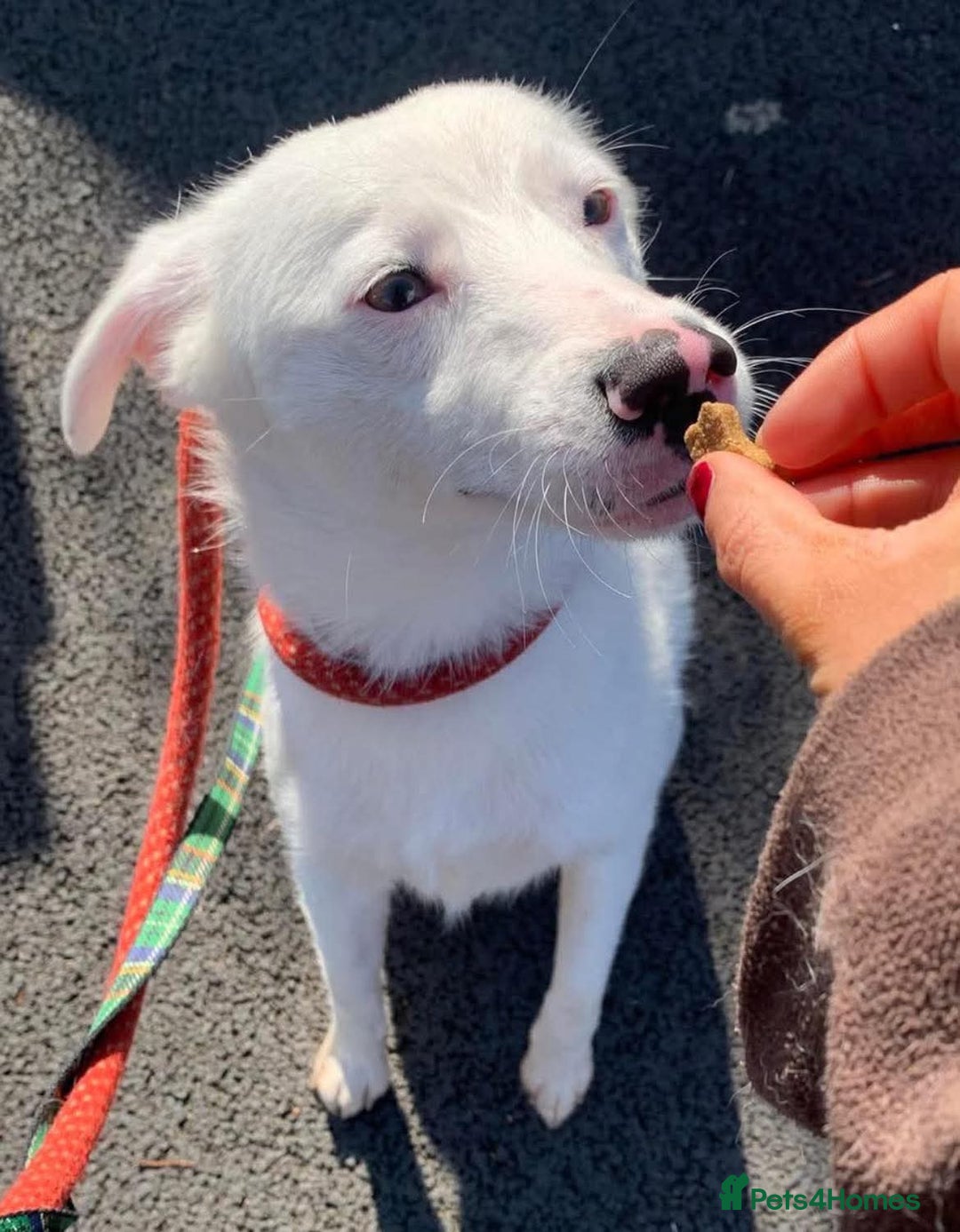 Mixed Breed dogs for adoption: Meet Clove, currently residing in Cheshire  - Image 3