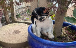English Springer Spaniel dogs for sale: Family bred and home reared.  - Image 10