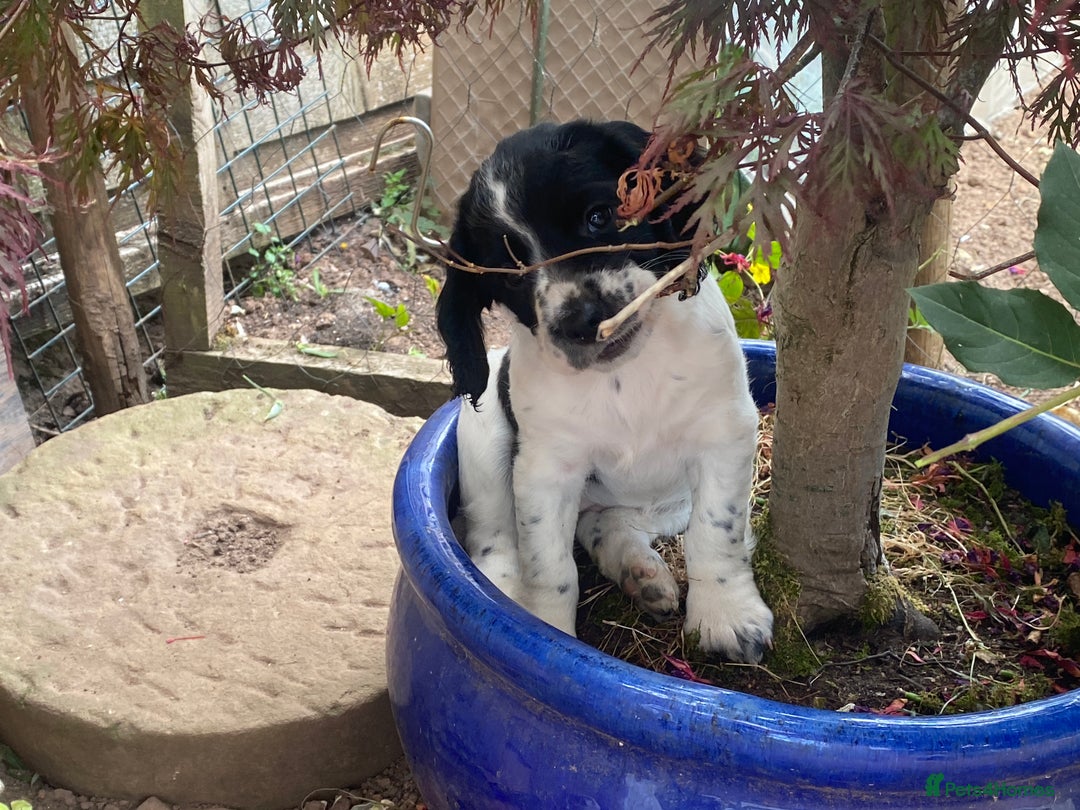 English Springer Spaniel dogs for sale: Family bred and home reared.  - Image 10