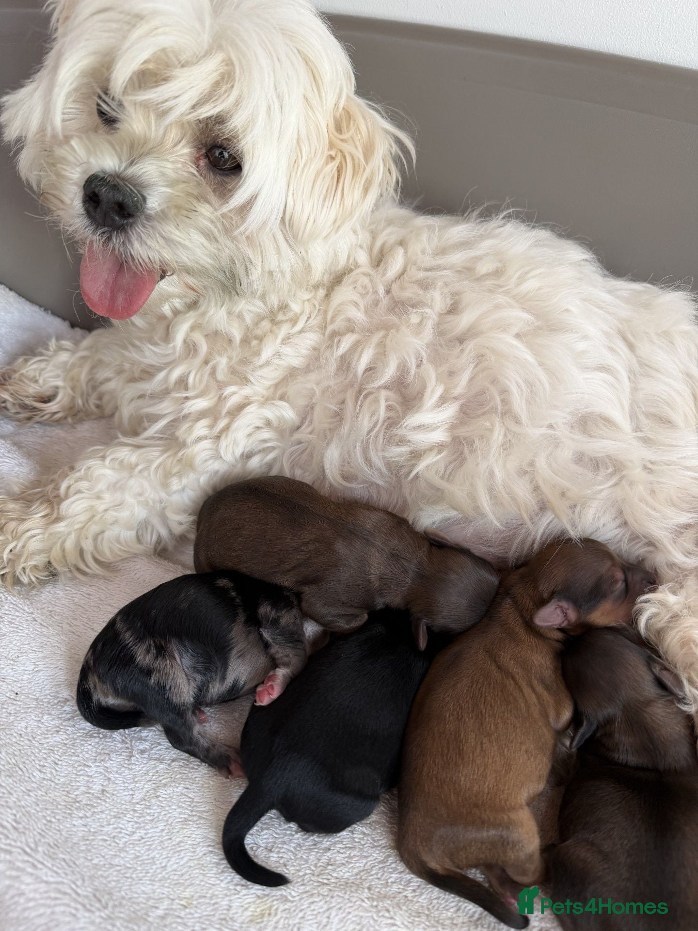 Maltipoo dogs Beautiful Maltipoo Puppies - Advert 1