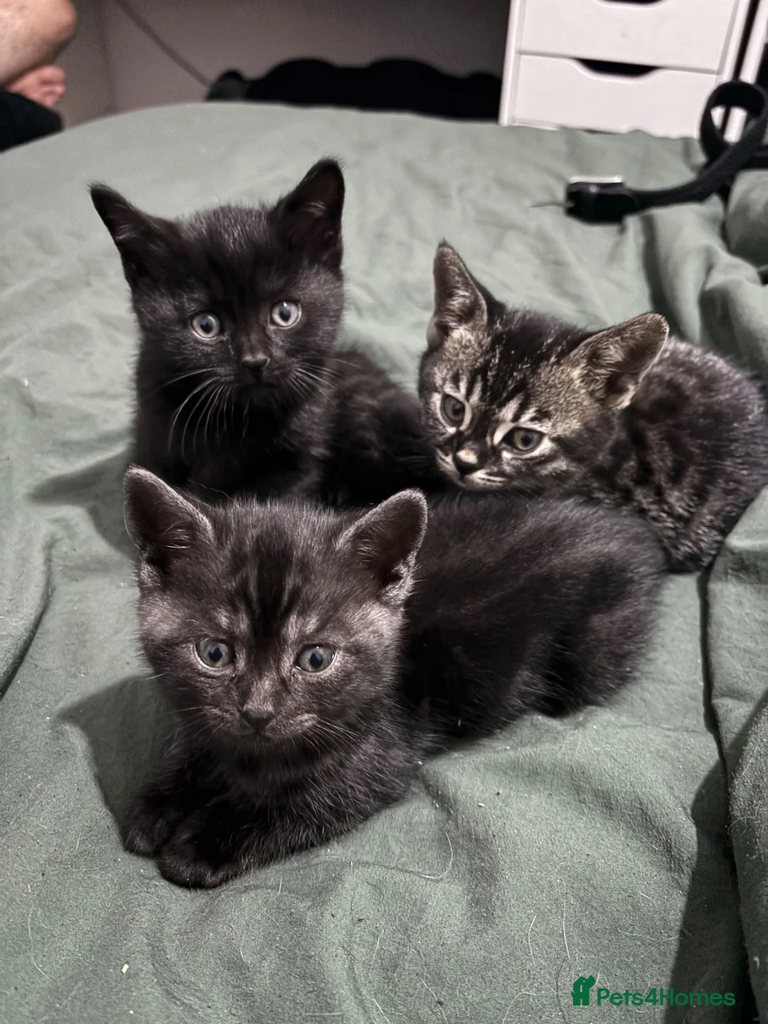 Bengal cats for sale: Bengal cross British shorthair kittens  - Advert 1