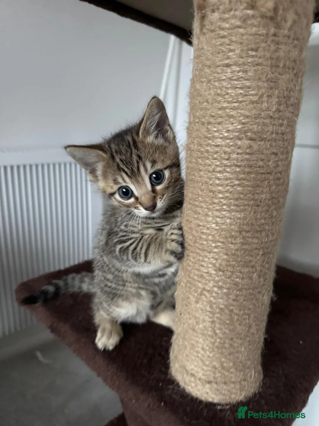 Mixed Breed cats for sale: Bengal x Russian blue kittens  - Advert 3