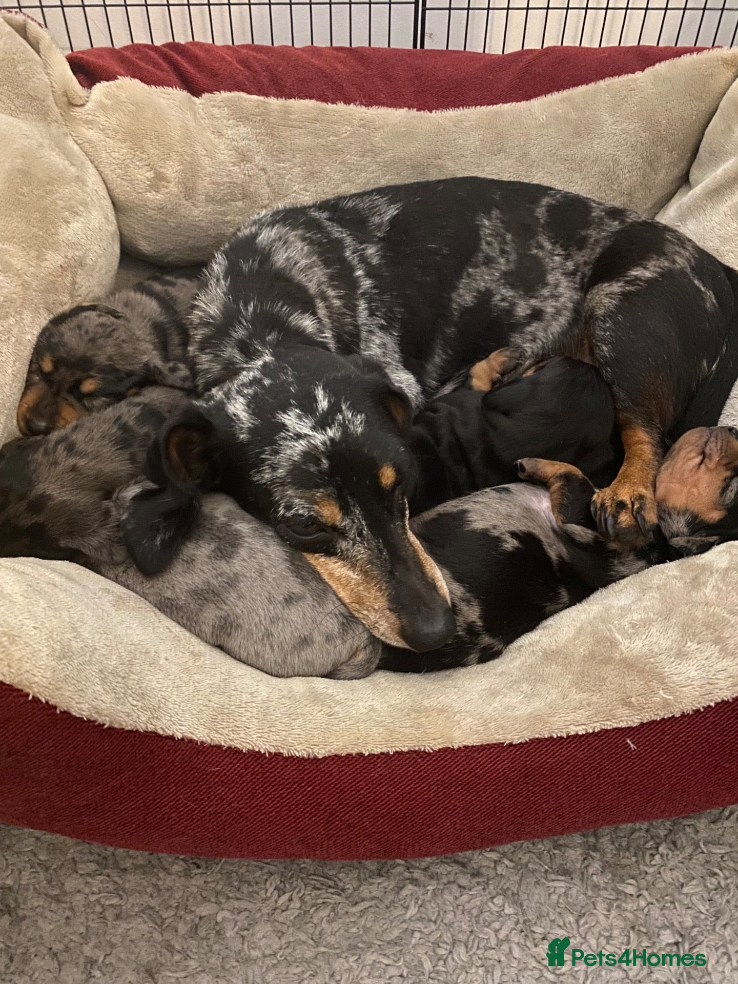 Dachshund dogs Tri silver dapple dachshunds ❤️ - Advert 6