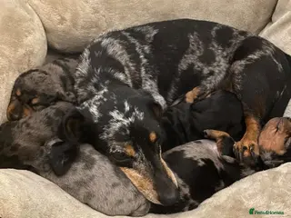 Dachshund dogs Tri silver dapple dachshunds ❤️ - Advert 6