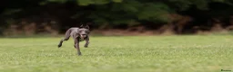 Italian Greyhound dogs for stud: Italian Greyhound Stud – KC Registered (Unproven) in Ferryhill - Advert 7