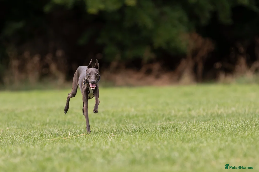 Italian Greyhound dogs for stud: Italian Greyhound Stud – KC Registered (Unproven) in Ferryhill - Advert 7