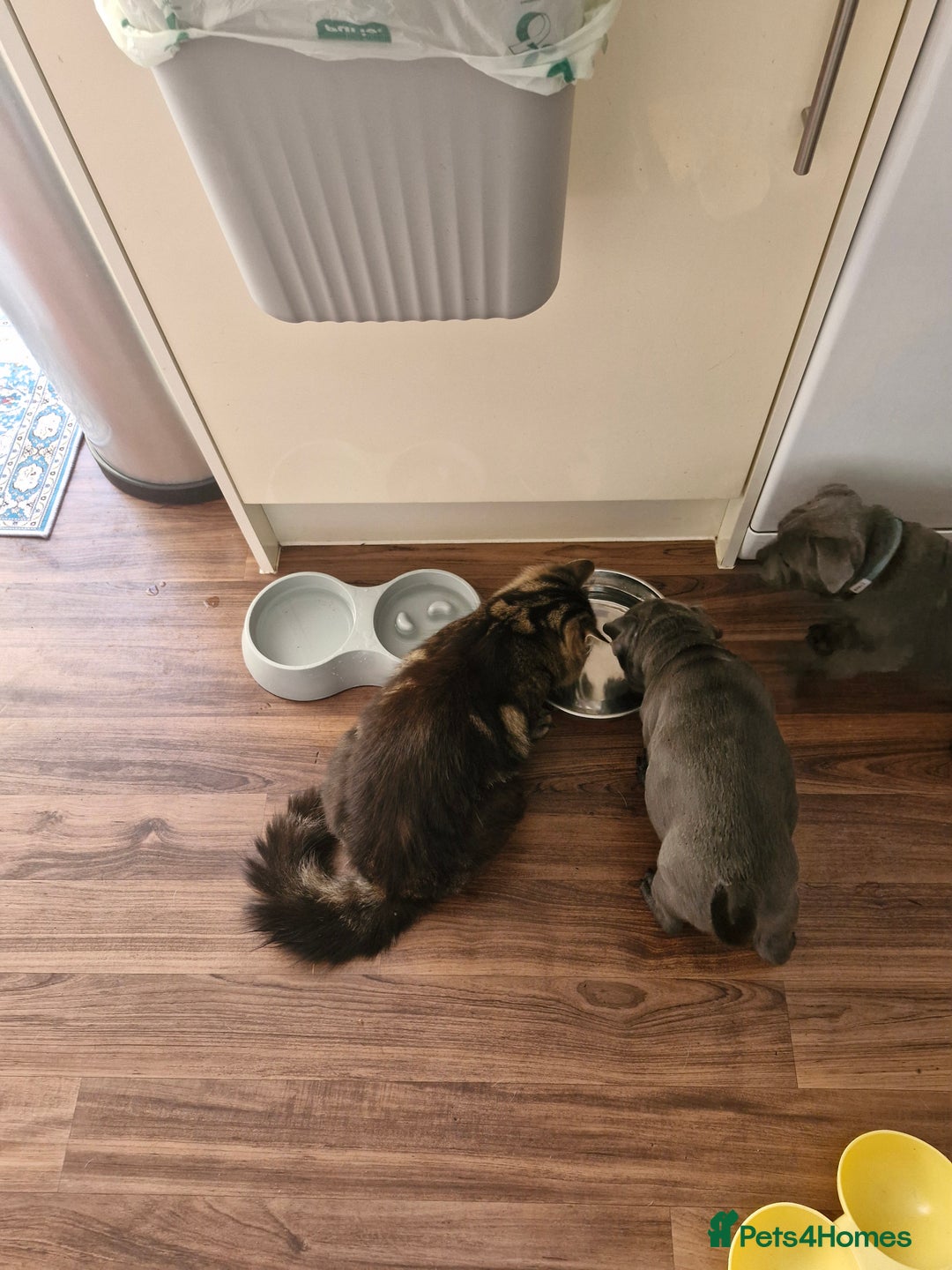 Staffordshire Bull Terrier dogs for sale: Blue Staffordshire Bull Terrier Puppies in Street - Image 15