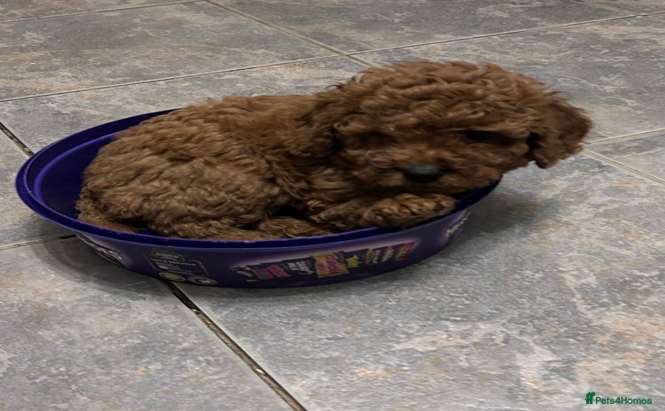 Cockapoo dogs cockapoo puppies only 4 left ready in 3 days  - Advert 8