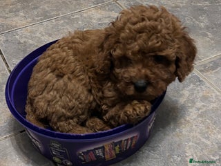 Cockapoo dogs cockapoo puppies f1b only 4 left ready in 3 days - Advert 2