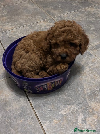 Cockapoo dogs cockapoo puppies only 4 left ready in 3 days - Advert 1
